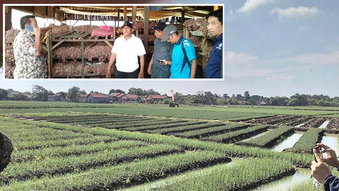 Pejabat Kemenko Perekonomian dan Kemendag Buktikan Pasokan Bawang Melimpah